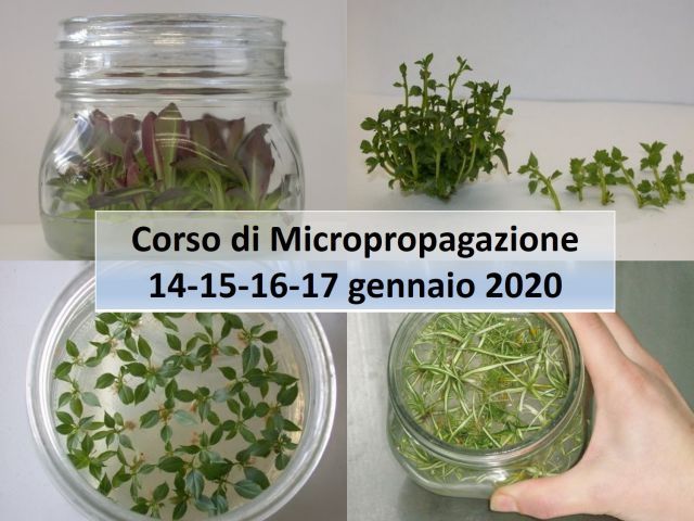 Micropropagazione: teoria e pratica di laboratorio della propagazione in vitro