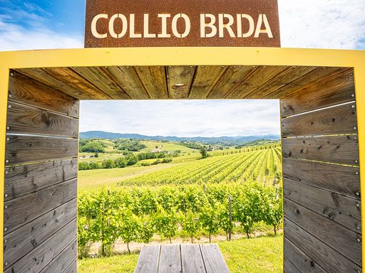 Collio Evolution