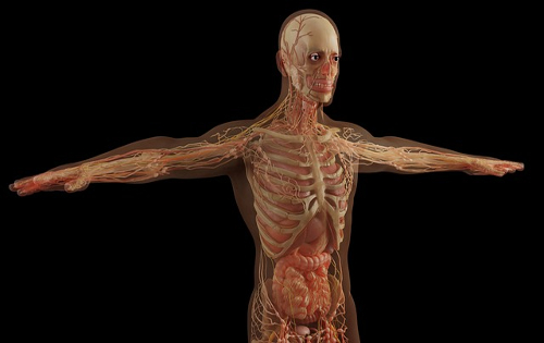 L’insegnamento dell’anatomia pre e postlaurea, dal micro al macro e dalla realtà virtuale al cadaver lab