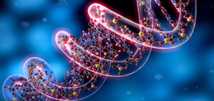 Longevit&agrave; e senescenza: come invecchiare in salute