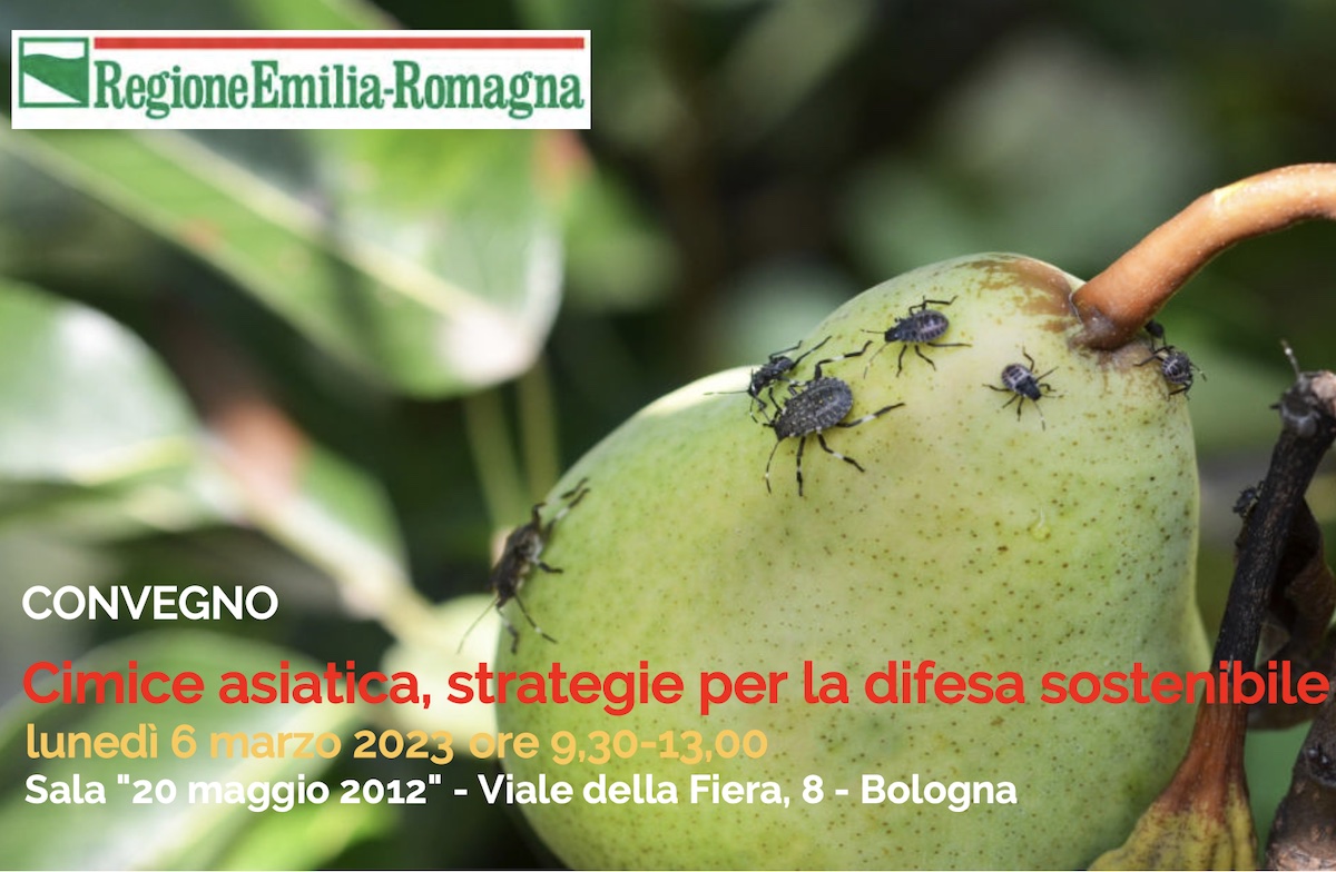 Cimice asiatica, strategie per la difesa sostenibile