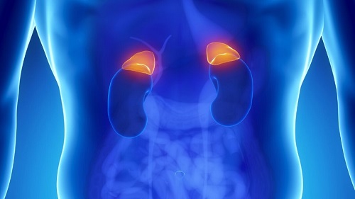 I tumori surrenalici: tante patologie per un’unica definizione