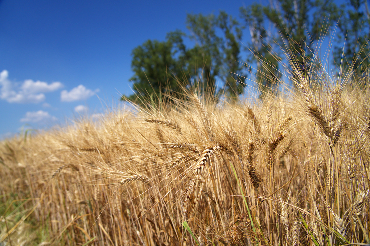Frudur-0, verso una filiera del grano duro a residuo zero