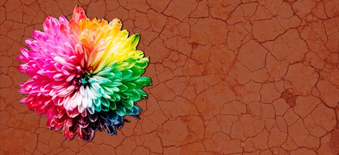 Spiritualità ed impegno sociale. Per sognare un futuro che curi umanità e pianeta