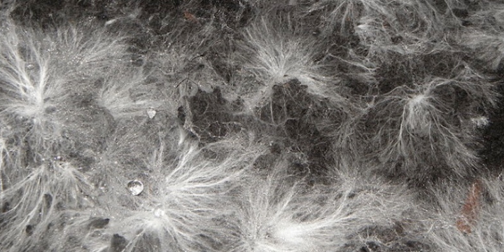 Materiali ecosostenibili e biomassa: micelio