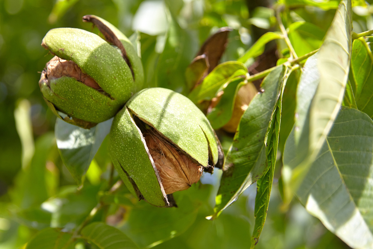Il noce da frutto: dalla sperimentazione al campo