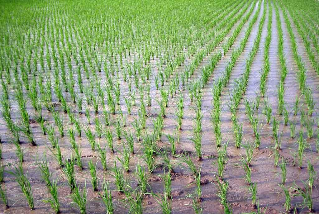 La coltivazione del riso con metodo biologico in Lomellina. Tecniche agronomiche e miglioramento genetico