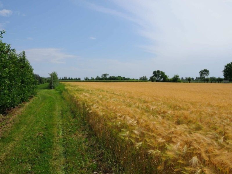 Orzo e frumento, indicazioni per la prossima campagna di semina