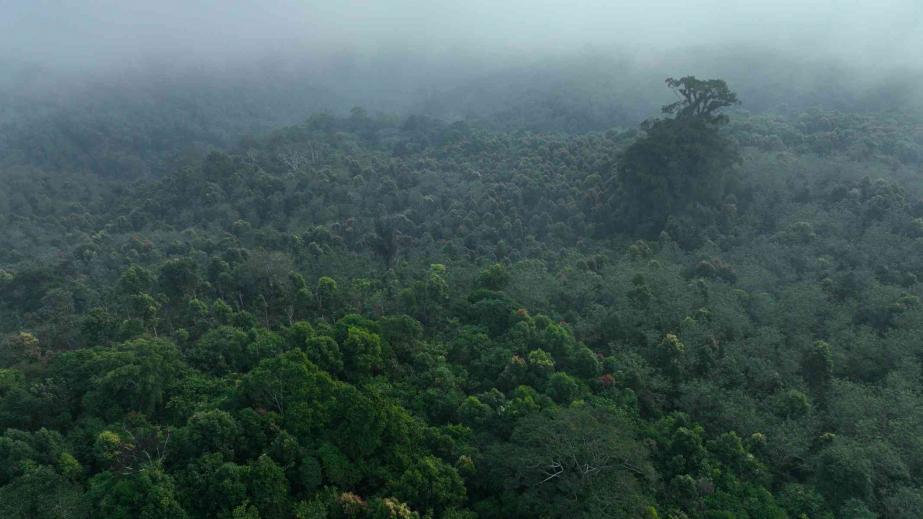 Technologies to fight global deforestation: the case of Indonesia