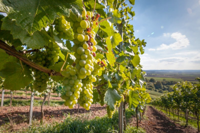 Veneto agricoltura - Previsioni vendemmiali 2020