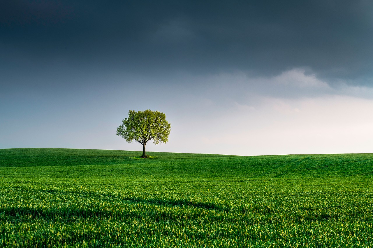 One welfare tra mondo rurale, verde urbano e foreste