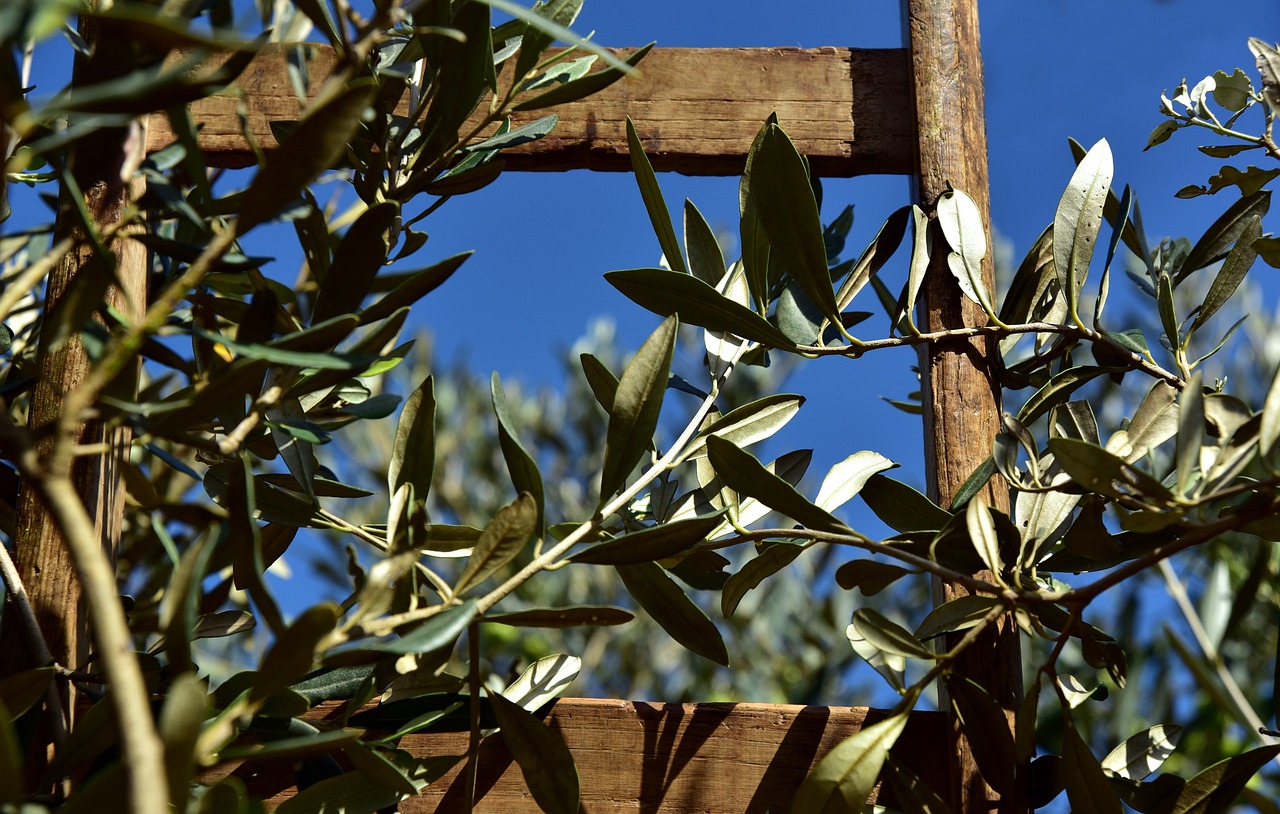 La Filiera Olivicola Italiana verso il futuro